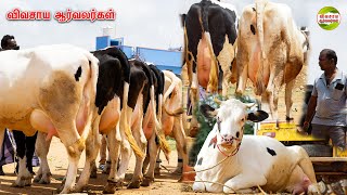 தரமான மாடுகள் இங்கதான் கிடைக்குமாம்சிந்தாமணி மாட்டு சந்தை vivasayaarvalargal cow cattlemarket [upl. by Ludmilla]