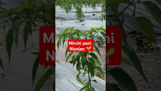 Mirchi pani niyojanmirchi niyojan lagwad farmer thibak malching viralvideo 🌱🌱🍅🍅 [upl. by Mulcahy715]