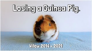 Losing a Guinea Pig Willow’s Message [upl. by Marchall]