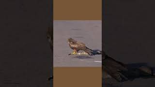 Predatory Feast YellowBilled Kite Devours Monitor Lizardquot [upl. by Orlosky]