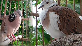 Most Beautiful Dove Singing [upl. by Elorak192]