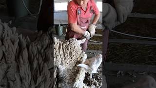 Shearing Sheep From Simple to Unsurpassed shorts sheep shearing [upl. by Tomlin299]