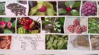 Grow kadsura fruit from seed [upl. by Eiba]