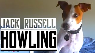 Jack Russell howling  Doggie Warning System [upl. by Hasty]