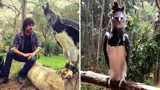 This Is The Harpy Eagle A Bird So Big You May Mistake It For A Person In Costume [upl. by Reta]