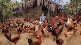 Chicken breeding Farmers bring chickens to the market to sell poorly Episode 143 [upl. by Anauq]