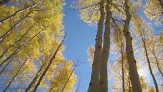 Fall Leaves  Colorado Aspen Grove [upl. by Arised583]