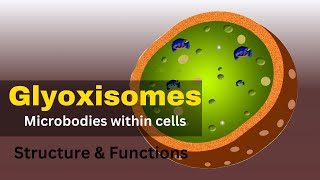 Glyoxysomes Glyoxysomes structure and function  Glyoxysomes class 11 [upl. by Oibesue]