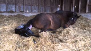 Mare giving birth to all Black stud colt [upl. by Leake192]