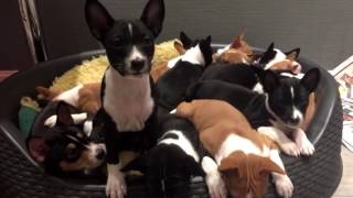 14 basenji puppies at Kingwanas Basenjis [upl. by Nrehtac]