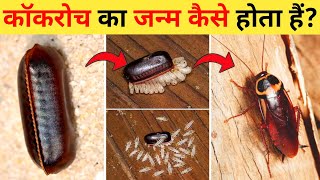 कॉकरोच का जीवन चक्र  Cockroach Life Cycle Video  Life Cycle Of Cockroach In Hindi [upl. by Staten356]