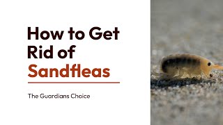 How to Get Rid of Sandfleas  3 Ways to Get Rid of Sandfleas  The Guardians Choice [upl. by Eerak127]