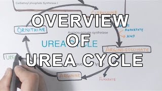 Overview of UREA CYCLE [upl. by Breger]