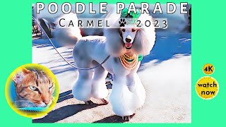 Daisys Diary Carmel Poodle Parade 2023 Carmel Poodle Day Cat Attends the Poodle Parade 4K [upl. by Llehsyar]