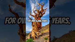 Unveiling Methuselah The 4855YearOld Tree Mystery bizarrefacts factsshorts methuselah [upl. by Kelby]