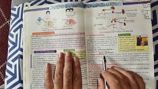 Human Endocrine Glands  Pituitary Gland  Coordination and Control Unit 12 Biology Grade 10 [upl. by Malcah357]