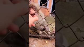 MONO ENOJADO monkey funny funnyanimals funnycreatures animals funnypets beautiful shorts [upl. by Odraboel414]