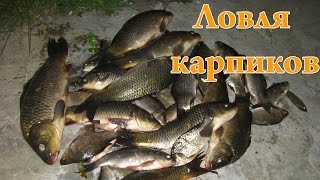 Ловля карпиков на кукурузу Catching carp on corn [upl. by Susejedesoj531]