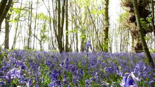 BLUEBELL WOODS  A PERFECT DAY IN ENGLISH COUNTRYSIDE SPRING FLOWERS IN MAY [upl. by Nesbitt]