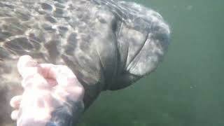 AMAZING Manatee BABY 7 Sisters Springs Chassahowitzka River [upl. by Roath]