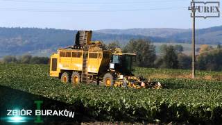 WUREX ZAMOŚĆ zbiór buraków cukrowych Cukrownia Ropczyce [upl. by Pius]