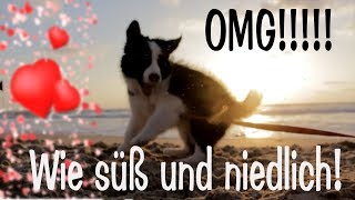 OMG Der ist so KRASS süß  So einen niedlichen Hund will ich auch nicht haben Herzchen [upl. by Neff]