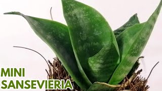 sansevieria mini cuidados donsuculento [upl. by Knute]