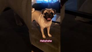 waiting for you 😆 dog pug funny pets cute fyp shorts [upl. by Atsirc]