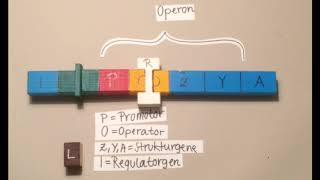 Genregulation  Substratinduktion Biologie Oberstufe [upl. by Alethea]