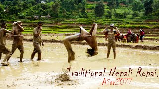 Asar Ropai 2077  Rice Cultivation Paddy Cultivation  Traditional Nepali ropai Cinematic Video [upl. by Sternberg]