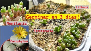 Germinación de Suculentas Africanas 🌵 Monilaria Lithops Fenestraria Lapidaria Conophytum etc [upl. by Ardle539]