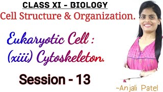 Class XI Biology  Cell Structure amp Organization  Eukaryotic Cell  Xiii Cytoskeleton [upl. by Irpac408]