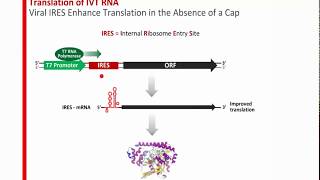 Leveraging the Power of In Vitro Transcription [upl. by Ardnek]