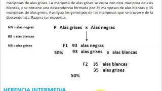 Resolviendo problemas de genética [upl. by Rubetta]