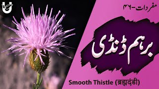 Birham Dandi  Smooth Thistle  ब्रह्मदंडी  بِرہم ڈنڈی [upl. by Yhtac712]