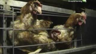 Galline in gabbia 40 milioni sono prigioniere [upl. by Sadirah]