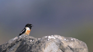 ノビタキ 鳴き声 富士山麓 美しい日本の野鳥 5月上旬 [upl. by Gabe899]