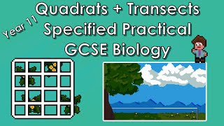 Quadrats  Transects Specified Practical  WJEC Biology  GCSE REVISION Year 11 [upl. by Firestone]