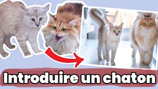 Comment introduire un nouveau chaton dans sa famille [upl. by Roberson]