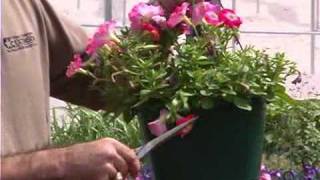 Rejuvenating Petunias [upl. by Jessie]