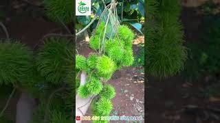 Rambutan seedពូជសាវម៉ៅ​FromSeedtoStoned Seed TheDrPlants MindSeedTV ​⁠Loserfruit [upl. by Assed]