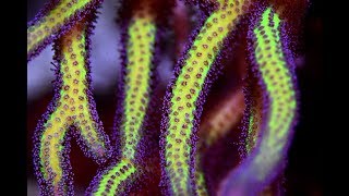 Forget what you know about feeding corals [upl. by Richia]