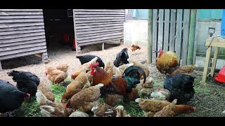 Satisfying Sounds of Feeding Chickens Fresh Garden Greens [upl. by Twila]