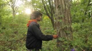 Harvesting Pignut amp Shagbark Hickory Nuts [upl. by Dorelle]