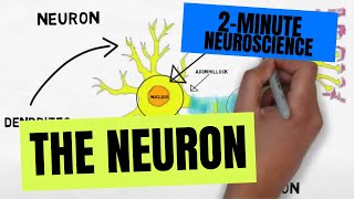 2Minute Neuroscience The Neuron [upl. by Fotinas]