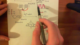 Pathological Cardiac Hypertrophy Part 3 [upl. by Nide]