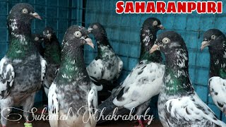 SAHARANPURI ROYAL KALSIRA PIGEON OF JAHED BHAI  KOLKATA  PART 1 [upl. by Oniotna]