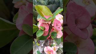 How to propagate euphorbia Miliicrown of thorns plant from flowergardening shorts Israts Garden🌿 [upl. by Aisyat]