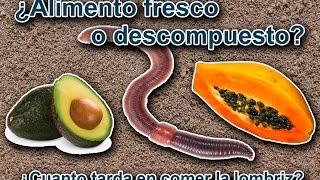 ¿ Puede la Lombriz Roja Californiana comer alimento fresco [upl. by Nyroc946]