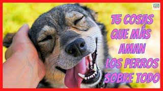 ❤️ LAS 15 COSAS QUE MÁS AMAN LOS PERROS SOBRE TODO ❤️ [upl. by Dduj424]